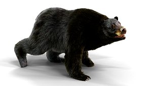 Fur Black Bear animated