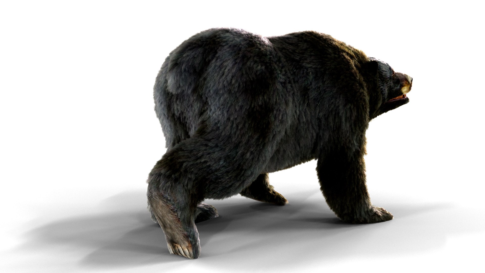 3D bear fur animation https://p.turbosquid.com/ts-thumb/f4/cU6pln/dE/pose02/png/1618551338/1920x1080/fit_q87/745f9e26c4132e72a5f76088f7305db3ddc169cf/pose02.jpg