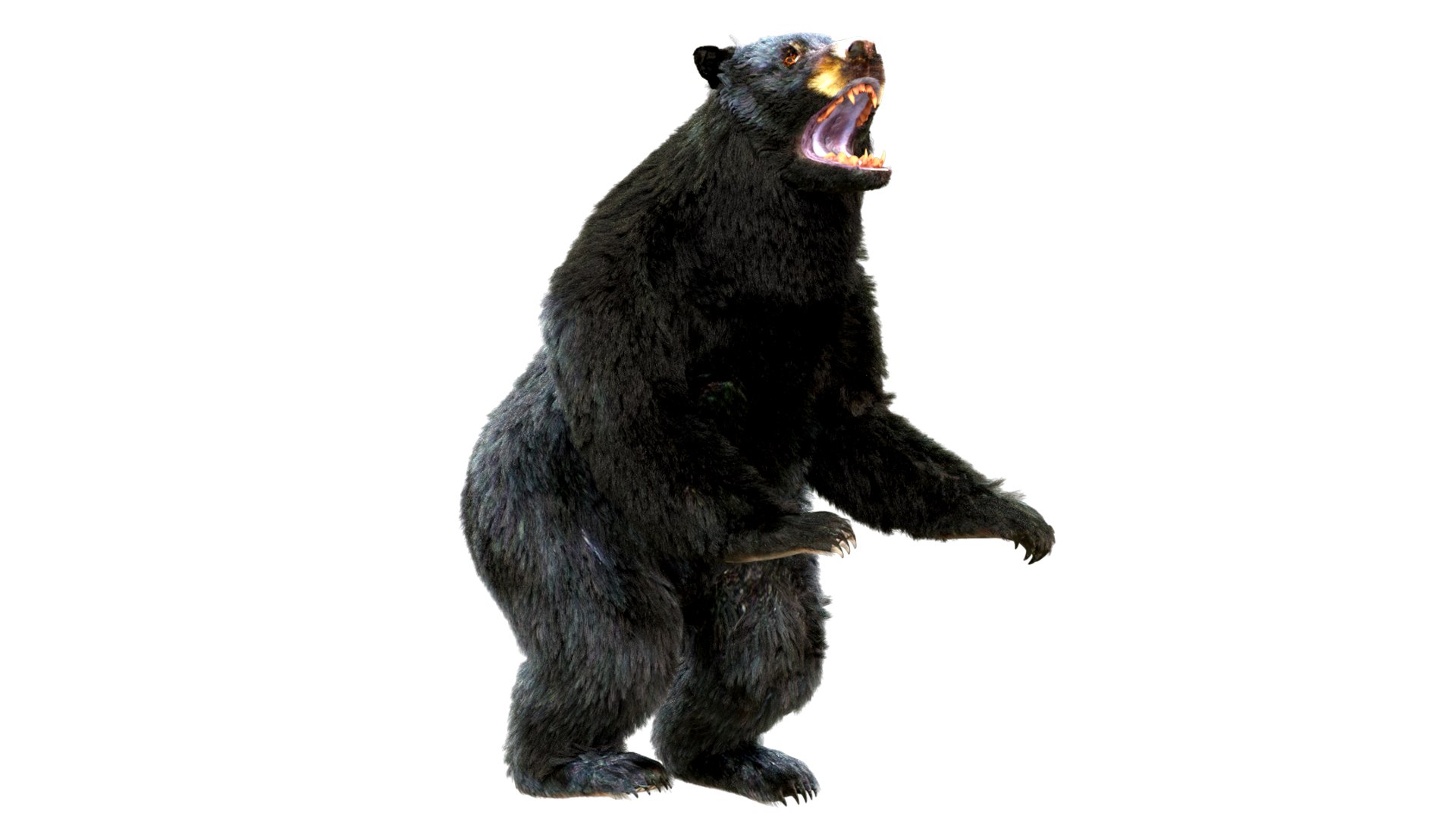 3D bear fur animation https://p.turbosquid.com/ts-thumb/f4/cU6pln/gS/0000/png/1617352074/1920x1080/fit_q87/0caac554be38275bfbec69b8cbab7ef4c4bc68fc/0000.jpg