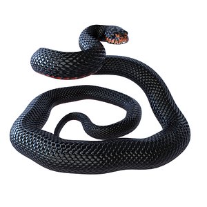 3D Red Bellied Black Snake - Rigged model