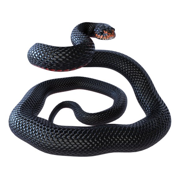 Snake 3D Models for Download | TurboSquid