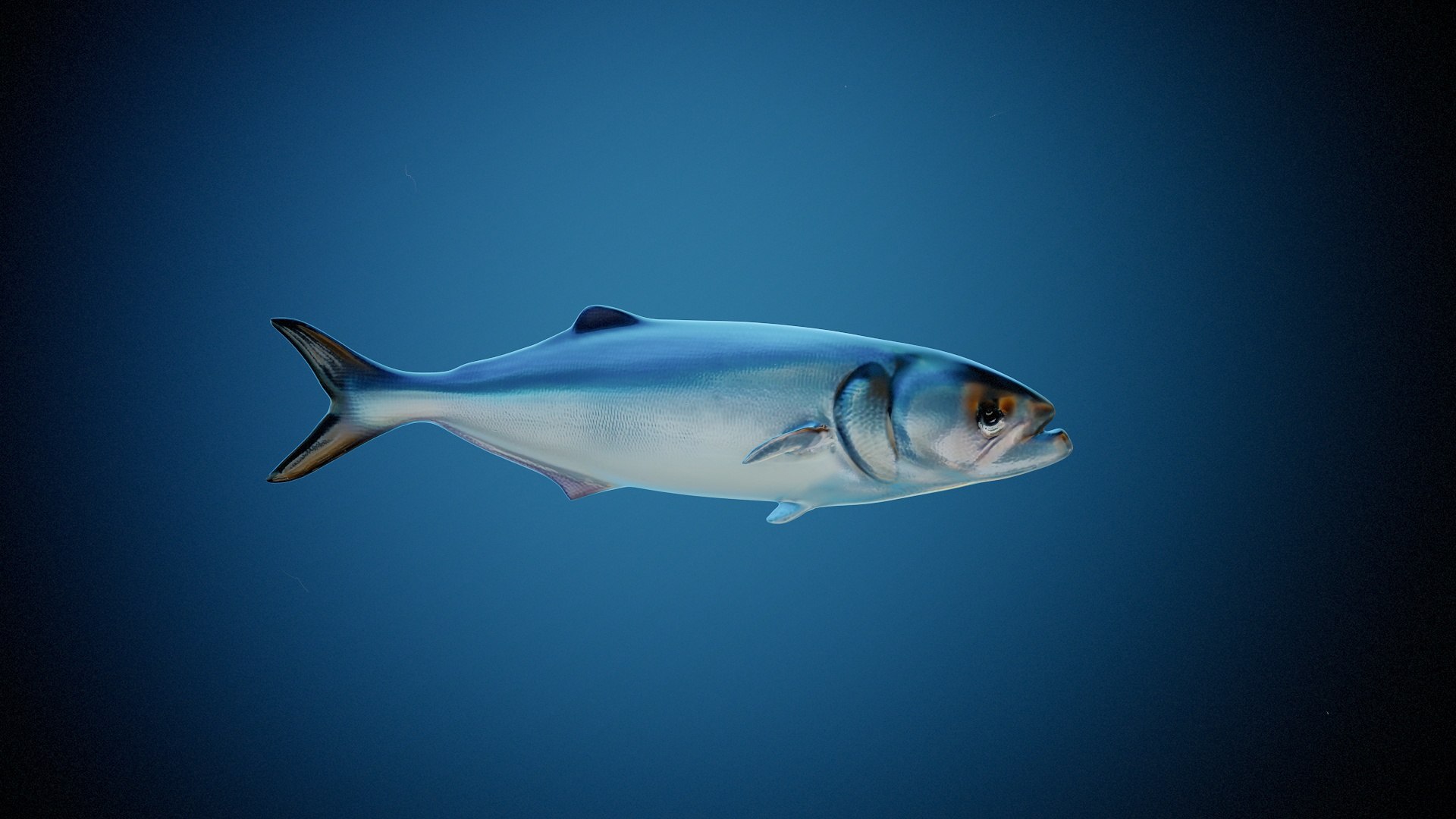 Fish2 model https://p.turbosquid.com/ts-thumb/f4/ins30c/7H/ren1/jpg/1739180403/1920x1080/fit_q87/b6b20ebe4d9fed5e42a5119ac0c426941c99b056/ren1.jpg