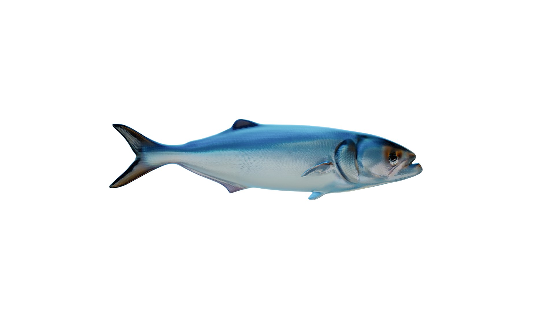 Fish2 model https://p.turbosquid.com/ts-thumb/f4/ins30c/ec/ren1/png/1739180447/1920x1080/fit_q87/886d085d45d2142a50e20a042c4deb3cdaf0304e/ren1.jpg