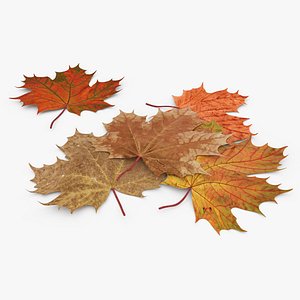 Maple Autumn Fall Leaves
