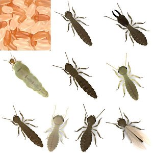 3d model of termite