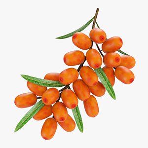 Sea buckthorn branch 3D model