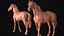 Basemesh de cheval réaliste