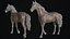 Basemesh de cheval réaliste