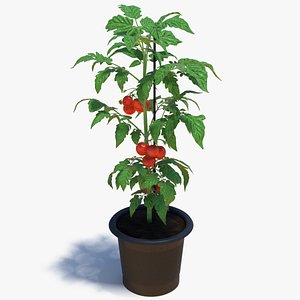 3D model red tomato plant grown