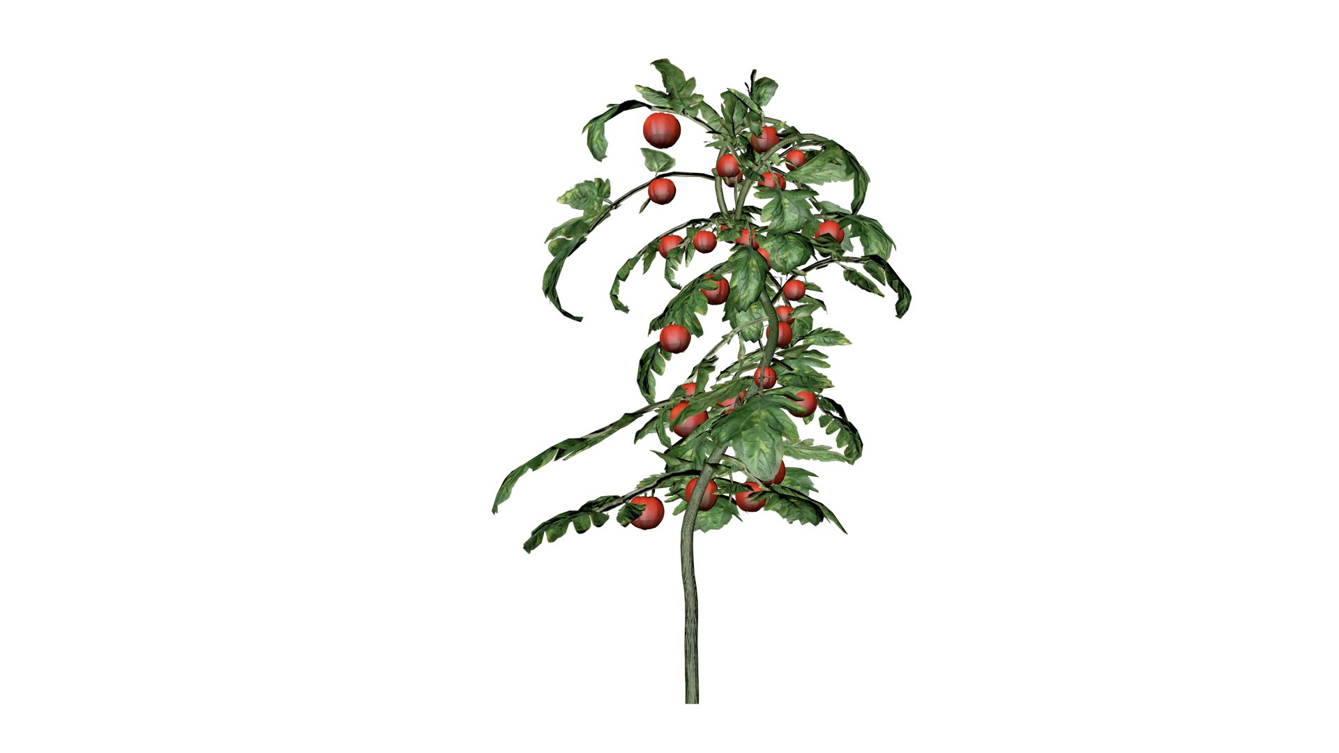Tomato Plant - 08 - 3D model https://p.turbosquid.com/ts-thumb/f5/NzdOhs/3d/to_83/png/1741713690/1920x1080/fit_q87/1f28982e2aa5375dbf0393891783bbdab88fe29c/to_83.jpg