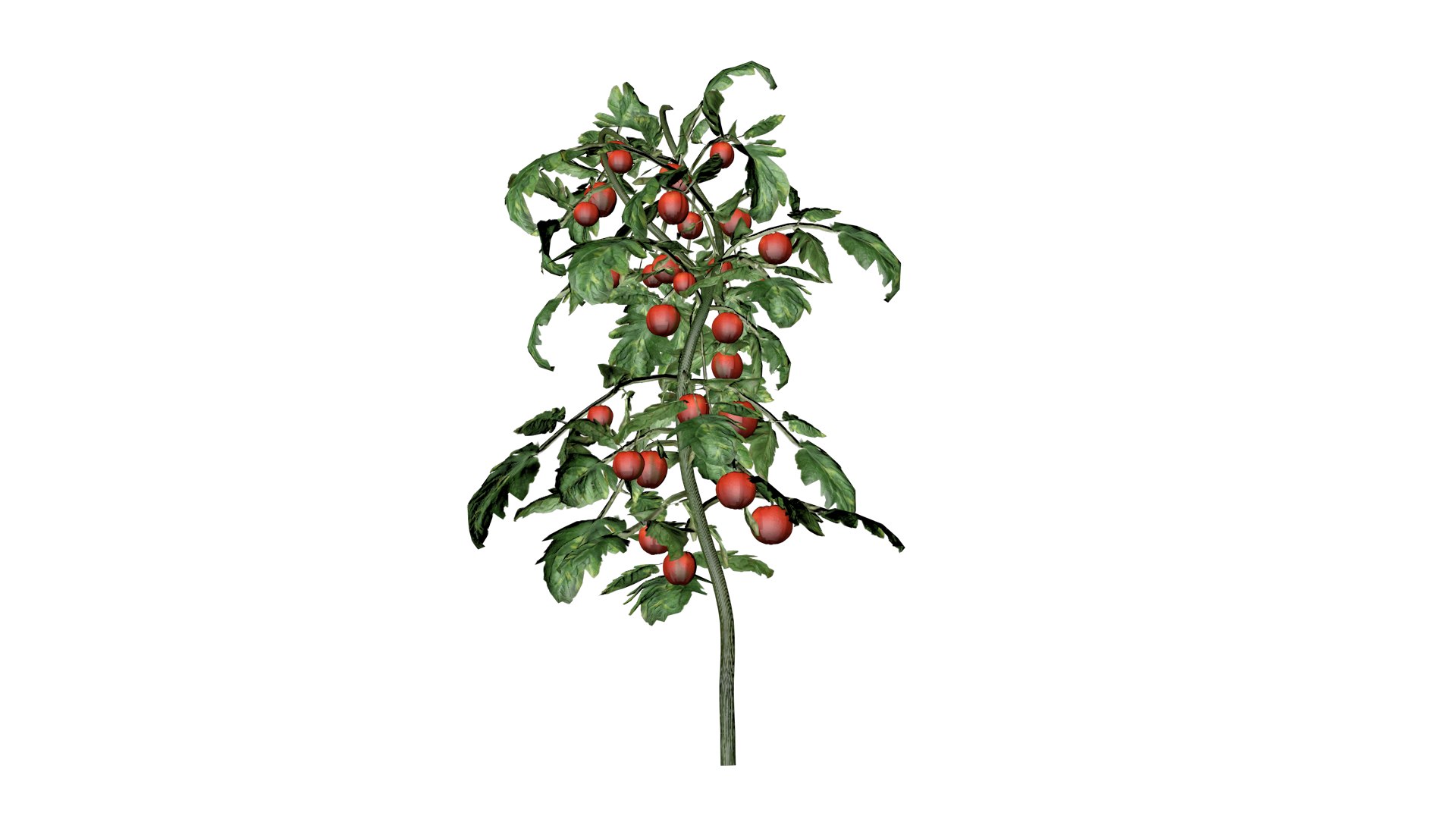 Tomato Plant - 08 - 3D model https://p.turbosquid.com/ts-thumb/f5/NzdOhs/uT/to_8/png/1741713689/1920x1080/fit_q87/566aef67345a6955ba2b75f65df1c3b12b1308fb/to_8.jpg
