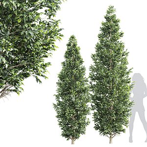 3D New Tree High detail Carpinus Betulus Bush