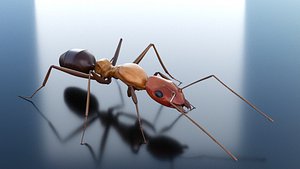 Ant 3D Rig