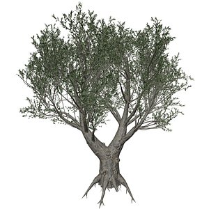 African Olive Tree 3D model