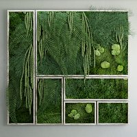 Moss and fern fytowall