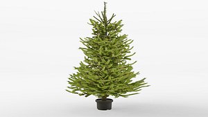 Norway spruce