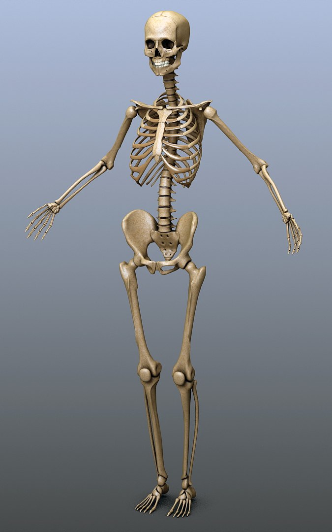 3d Rigged Human Skeleton