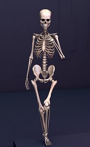 The Skeleton