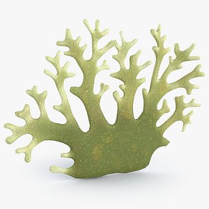 Coral Growths 2