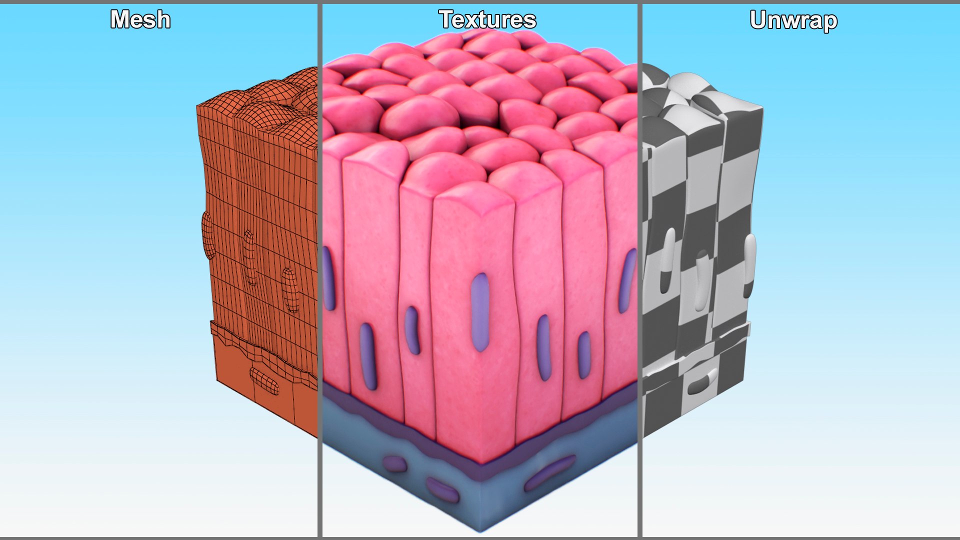 3D Model Skin Cells Collection - TurboSquid 2240863