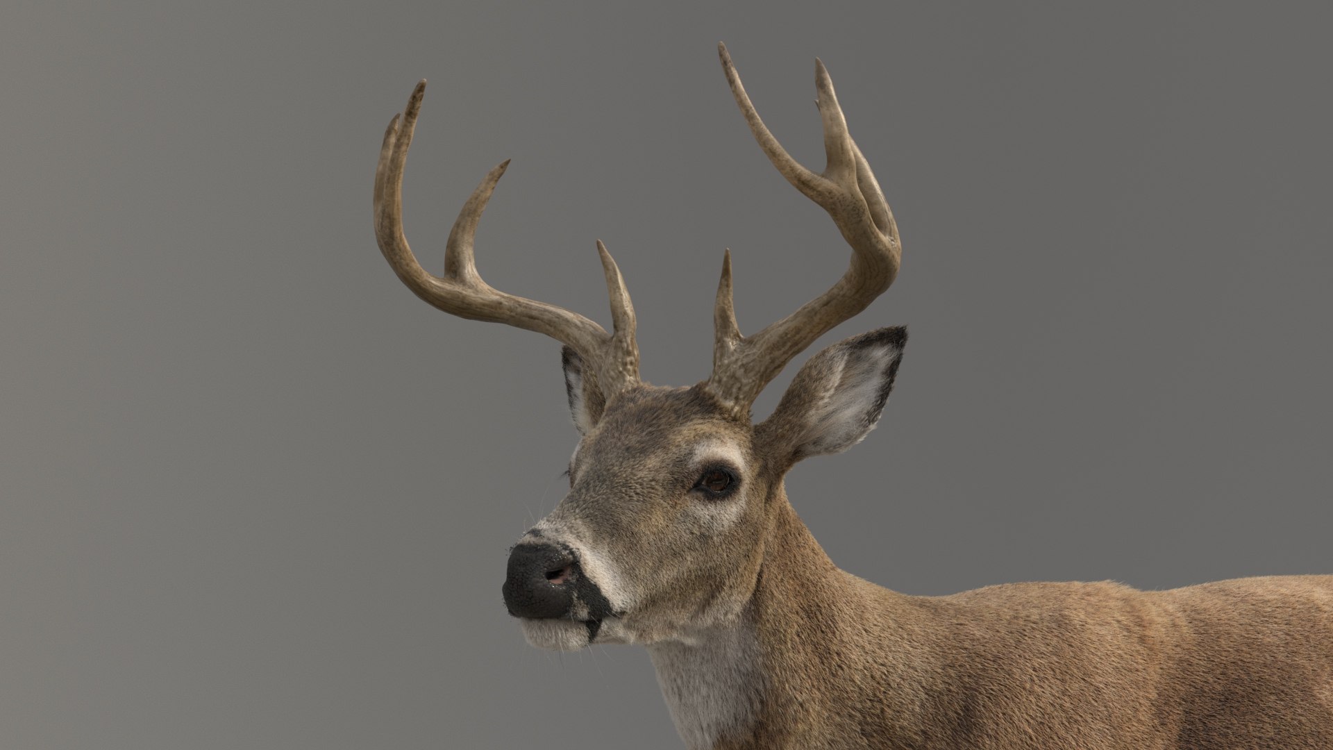 3D Deer ANIMATED Model - TurboSquid 2048113
