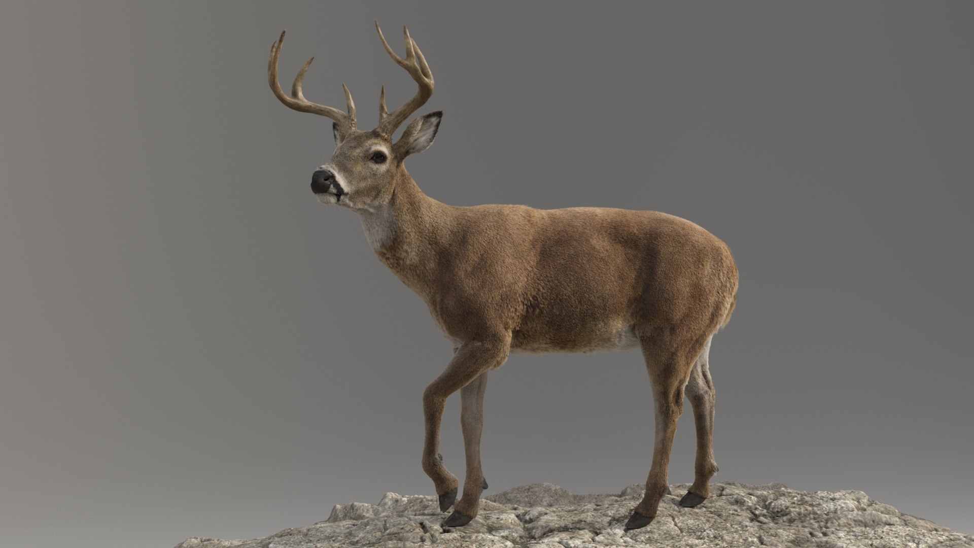 3D Deer ANIMATED Model - TurboSquid 2048113