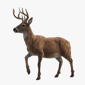3D Deer ANIMATED model