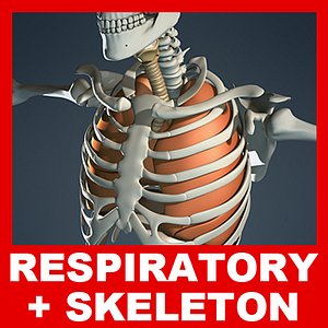 Respiratory System, Skeleton and Diaphragm (No Textures)