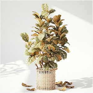 Ficus Lyrata Large Leaves modern white basket 3D model