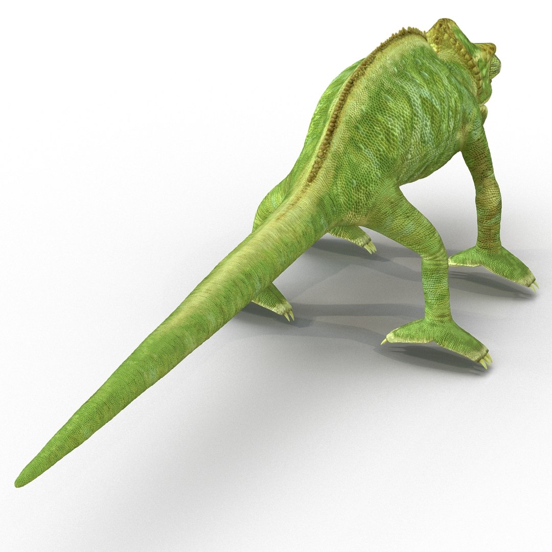 chameleon colors look 3d model https://p.turbosquid.com/ts-thumb/f6/n4qDe7/2dkqXew2/chameleon3dmodel07/jpg/1458119681/1920x1080/fit_q87/e55defcbd265a06cd22d239686671bbe606f6ec3/chameleon3dmodel07.jpg