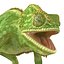 Chameleon