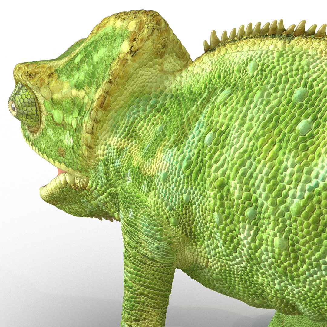 chameleon colors look 3d model https://p.turbosquid.com/ts-thumb/f6/n4qDe7/PJ98ppyT/chameleon3dmodel17/jpg/1458119682/1920x1080/fit_q87/7e0716bfcae1968c5b90643133e546462218e1e8/chameleon3dmodel17.jpg