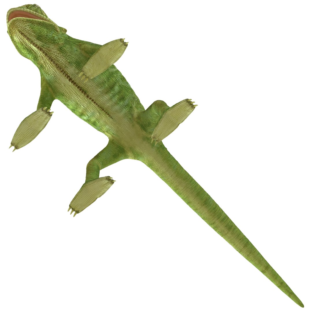 chameleon colors look 3d model https://p.turbosquid.com/ts-thumb/f6/n4qDe7/ayJ69a5C/chameleon3dmodel13/jpg/1458119682/1920x1080/fit_q87/899b45507b81f177eb3bf956584eee8936e42a0d/chameleon3dmodel13.jpg