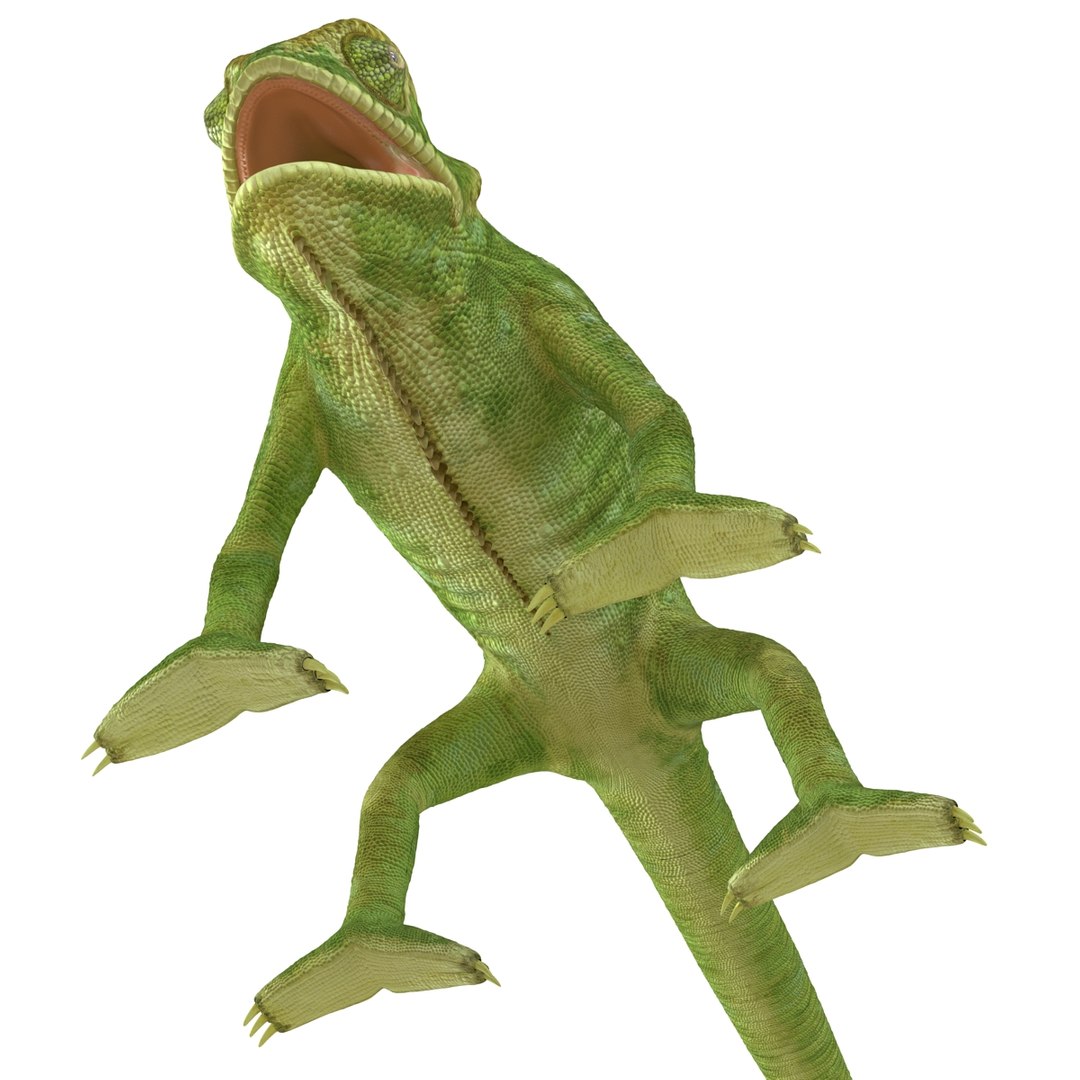 chameleon colors look 3d model https://p.turbosquid.com/ts-thumb/f6/n4qDe7/kHySchGG/chameleon3dmodel14/jpg/1458119682/1920x1080/fit_q87/4b8ced6cde47bbd717f2dfccc958b332892059b8/chameleon3dmodel14.jpg