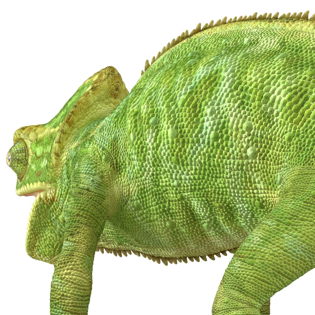 chameleon colors look 3d model https://p.turbosquid.com/ts-thumb/f6/n4qDe7/svvJQbgQ/chameleon3dmodel20/jpg/1458119683/1920x1080/fit_q87/1f3afc7089ea8ccdbd9c9f2aad4d87cca20325e5/chameleon3dmodel20.jpg