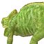 Chameleon