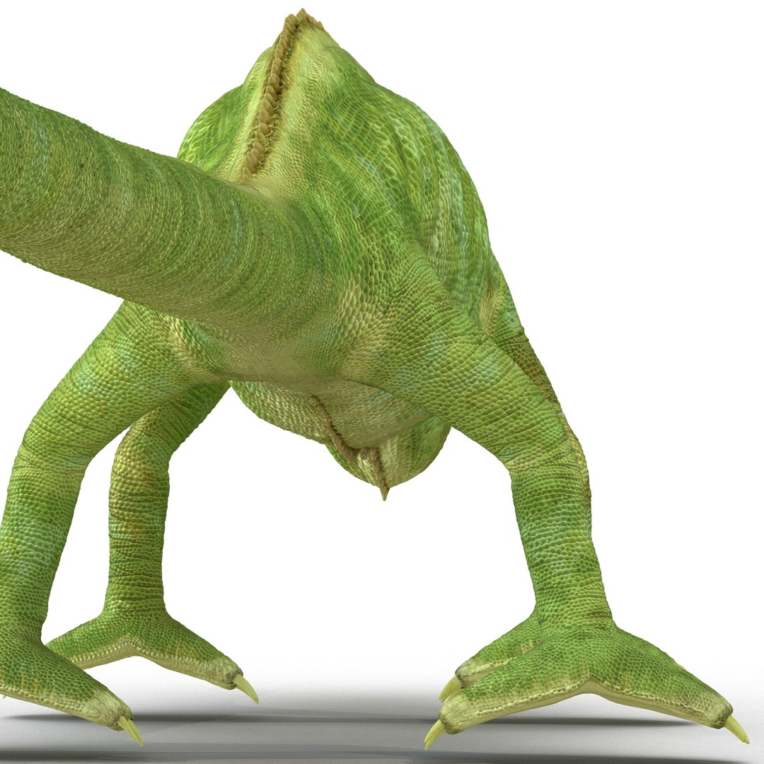 chameleon colors look 3d model https://p.turbosquid.com/ts-thumb/f6/n4qDe7/wRDIkouL/chameleon3dmodel21/jpg/1458119683/1920x1080/fit_q87/20dc1a453f6f9aae61c44f2f046eebf4fab54e3a/chameleon3dmodel21.jpg