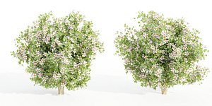flowering bushes collection vol 50-Blender 3D model