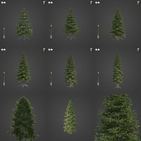 2021 PBR California Red Fir Collection - Abies Magnifica