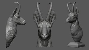 3D model Alpine chamois bust