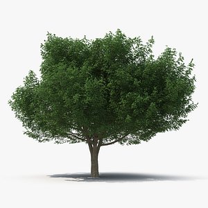 3D white ash tree
