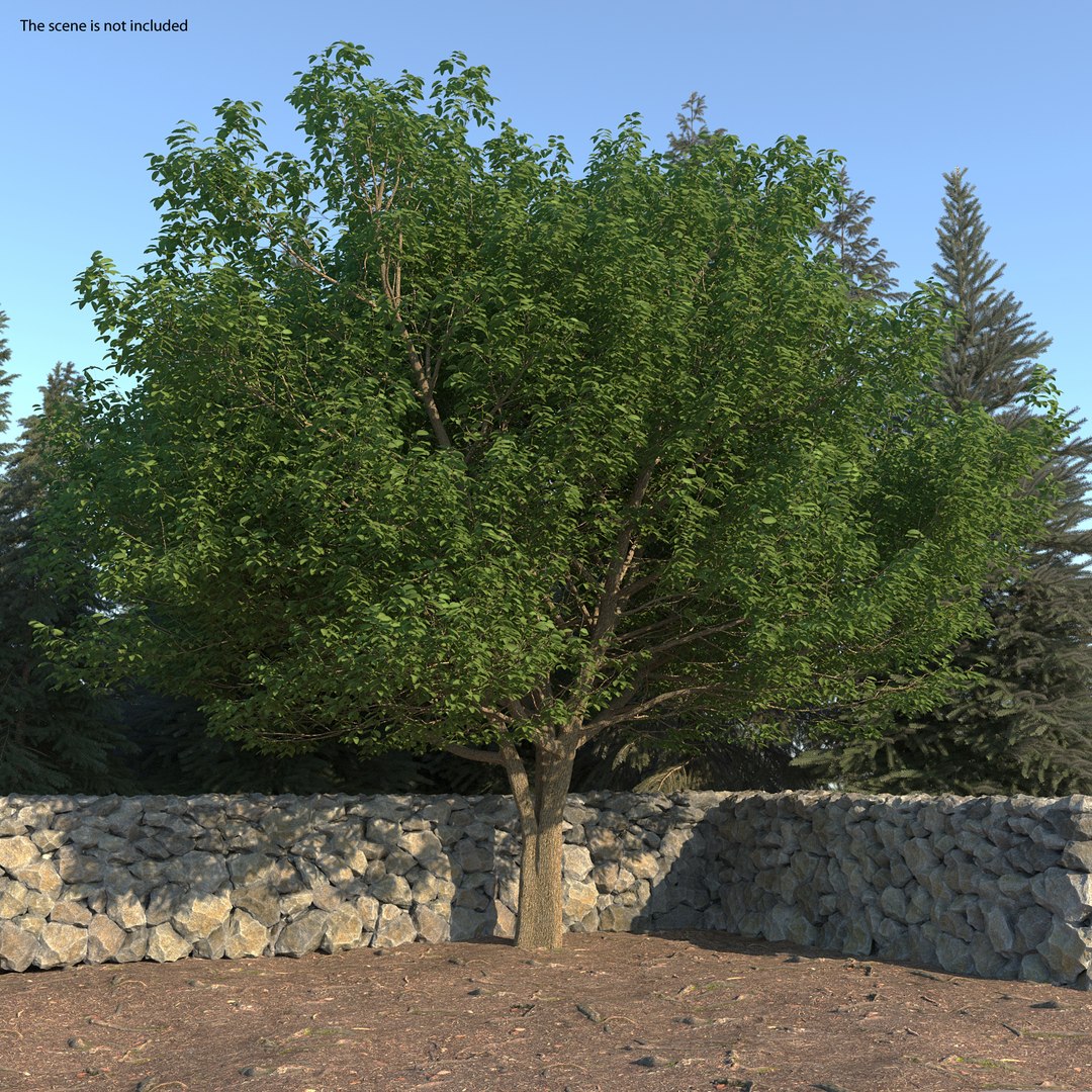 White Ash Tree 3D model preview