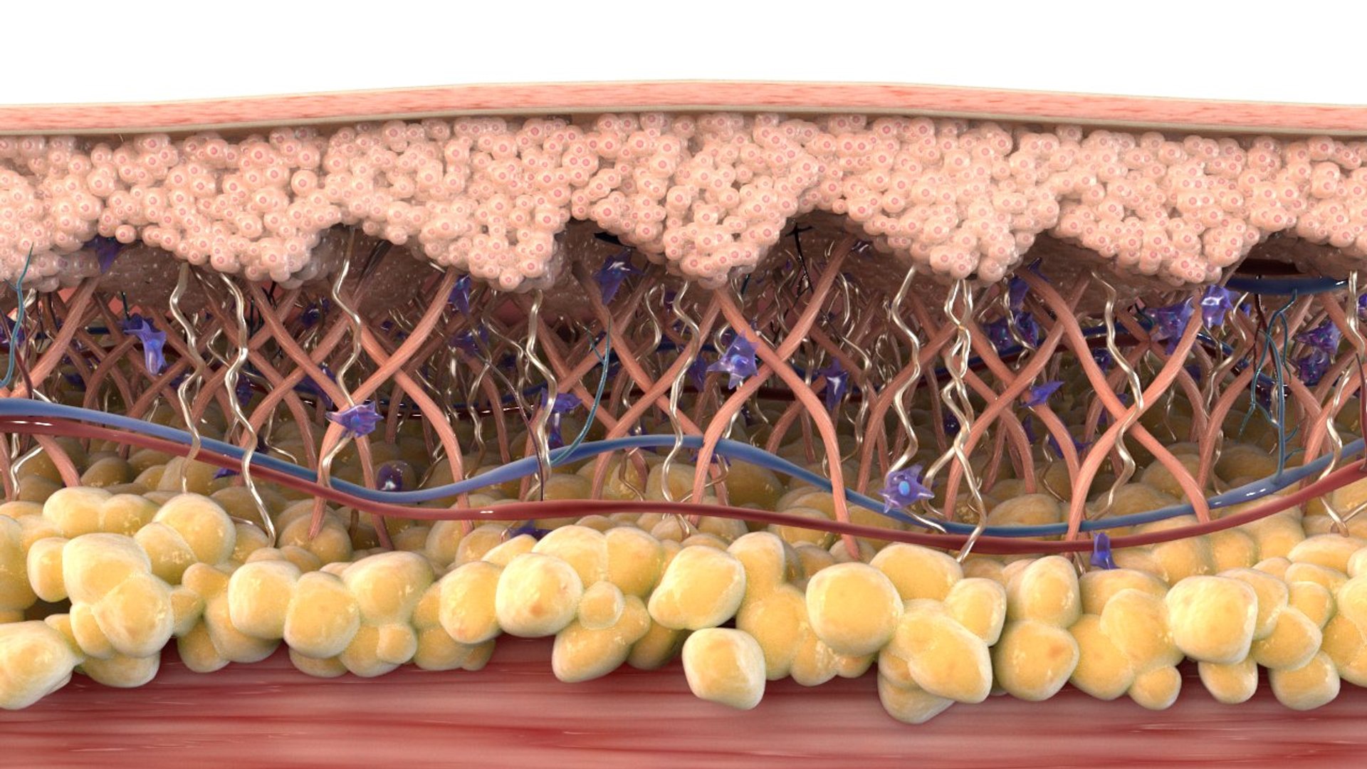 Skin cross section healthy 3D model - TurboSquid 1296508