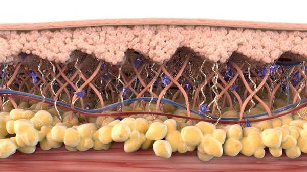 skin cross section healthy 3D model