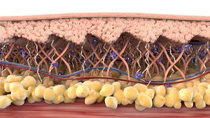 Skin Cross Section Healthy