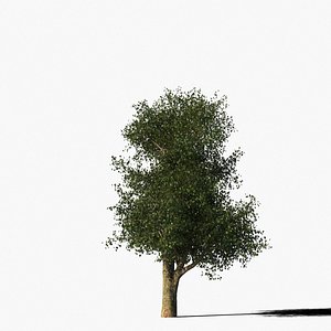 3d model platanus tree bark