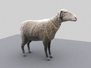 Sheep