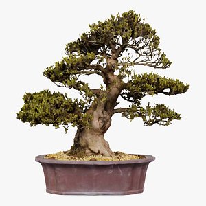 Satsuki Hakurin 1 Bonsai Tree Remastered