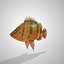 Tiger  Fish