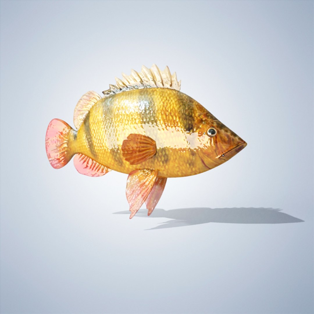 3dsmax tiger fish https://p.turbosquid.com/ts-thumb/f7/W4GGJq/80tlAXuA/tigrefish_00002/jpg/1355840956/1920x1080/fit_q87/a1bfe3d9c34c2fa2a2d142ecd4e523a8f471e551/tigrefish_00002.jpg